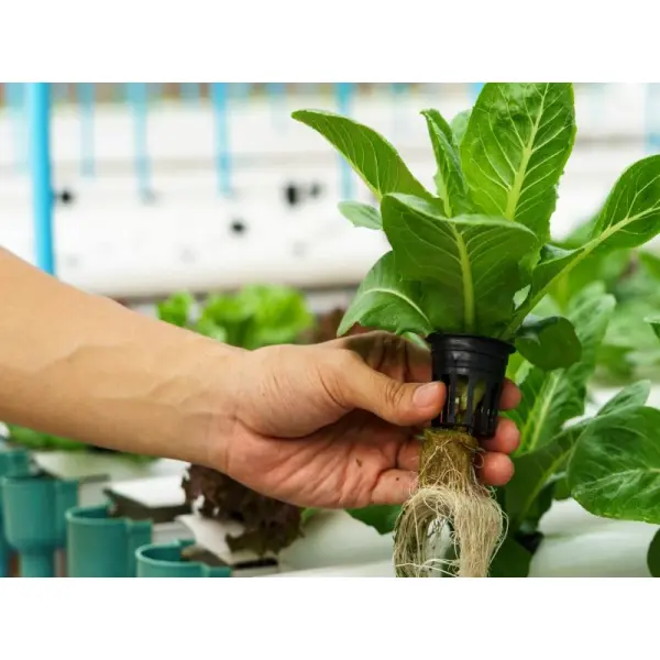 Удобрения для гидропоники: виды, рекомендации по выбору