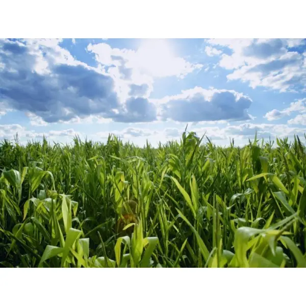 Выращивание кукурузы в условиях засухи