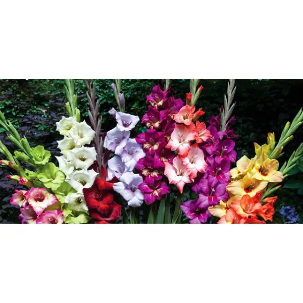 Самые популярные сорта гладиолусов в 2018 году