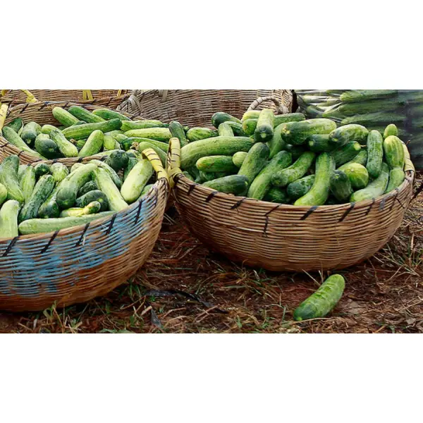 Огуречные секреты – как собрать богатый урожай огурцов