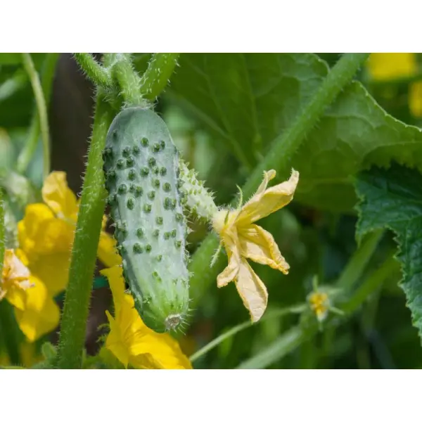Качественные товары для сада и огорода