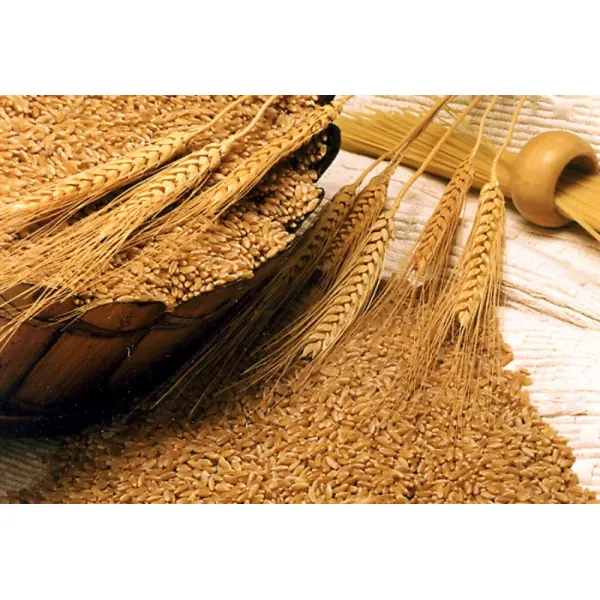 Очистка зерна и типы машин для осуществления этой цели