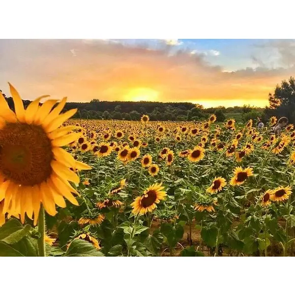 Выращивание подсолнечника как бизнес-идея
