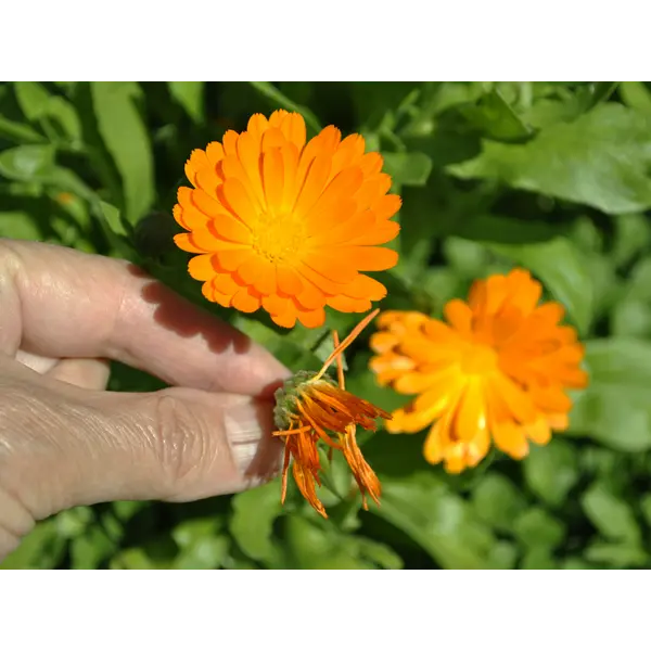 Выращивание календулы: правила и особенности