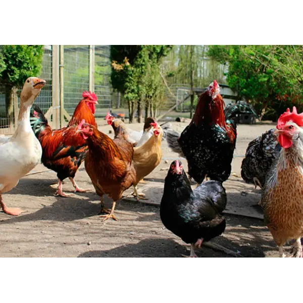 Комбикорма для птиц