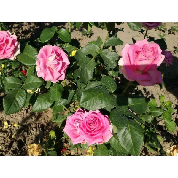 Нюансы покупки саженцев роз