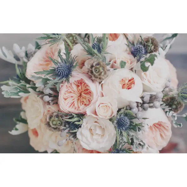 Особенности выбора саженцев роз Дэвида Остина