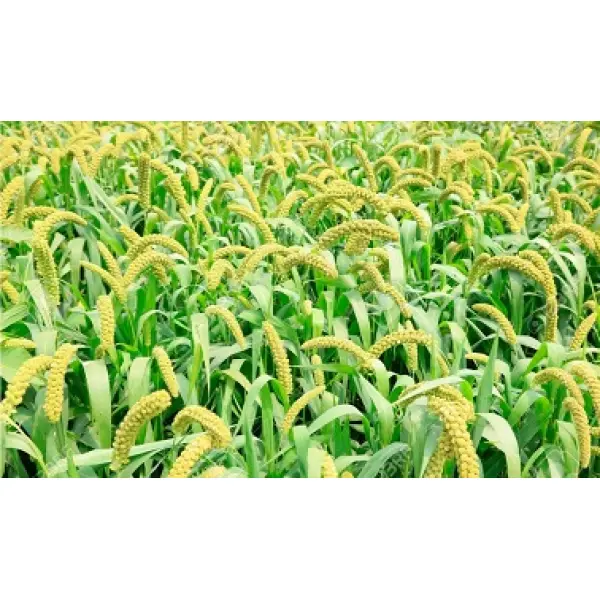 Неприхотливое просо: преимущества и особенности выращивания безотходного ярового злака