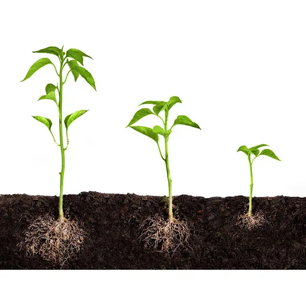 Богатый урожай с помощью регуляторов роста растений