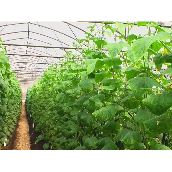 Выращивание огурцов в теплице