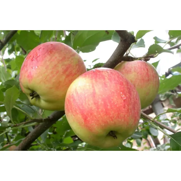 Яблоня Чемпион Арно: вкусная модификация с массой положительных качеств