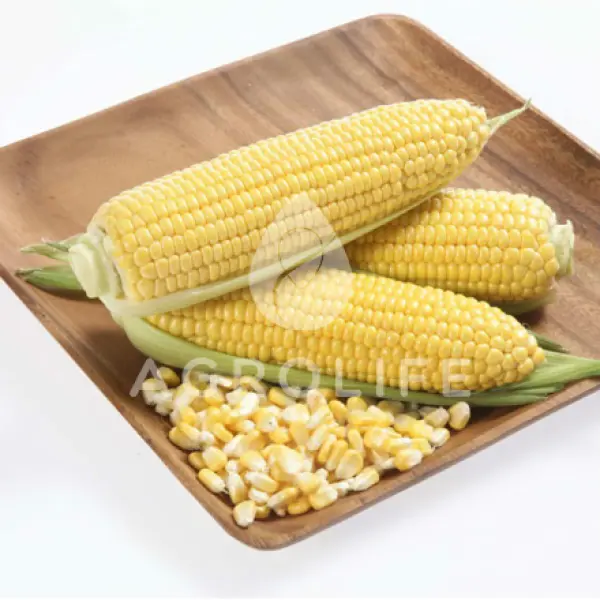 Как правильно купить семена кукурузы?