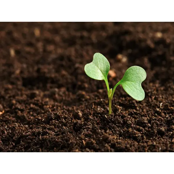 Основные средства защиты растений необходимые весной