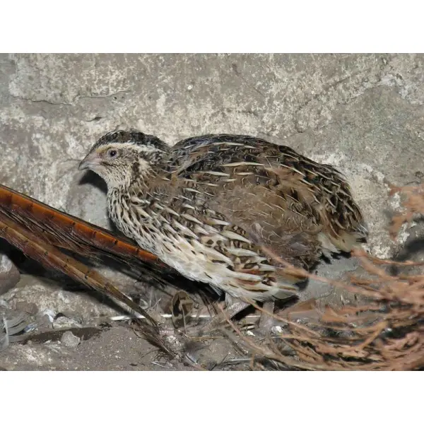 Как и чем кормить перепелов