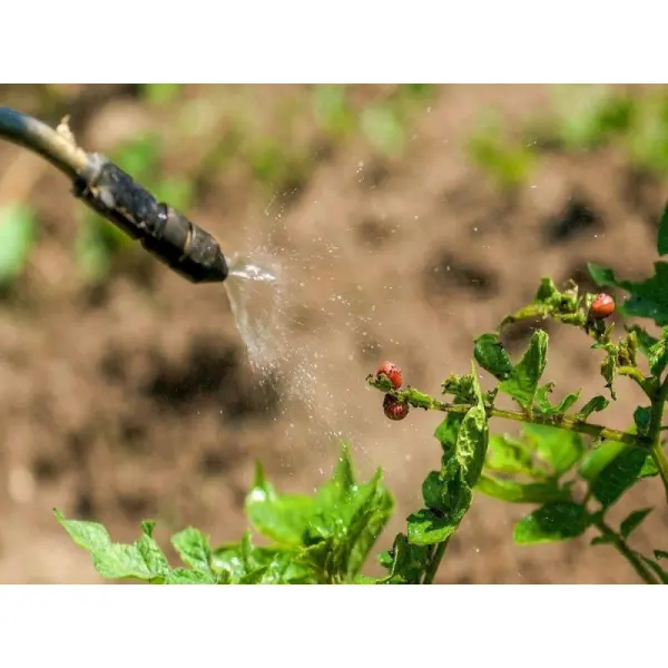 Инсектициды: в помощь садовникам и дачникам