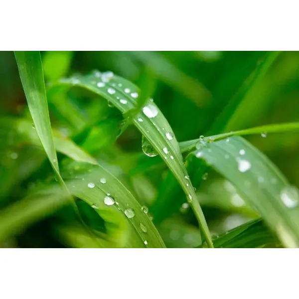 Прилипатель - что это такое и зачем его используют фермеры и дачники