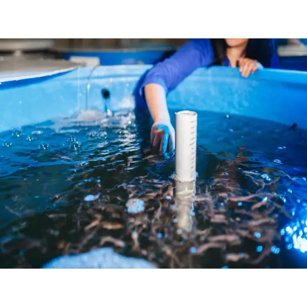 Особенности выращивания садковой рыбы