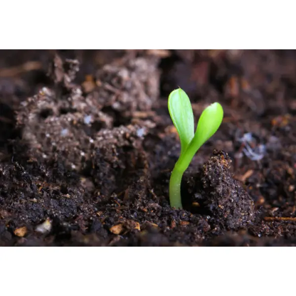 Плодородный грунт для богатого урожая