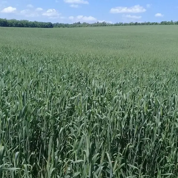 Перспективы фермерского хозяйства в России