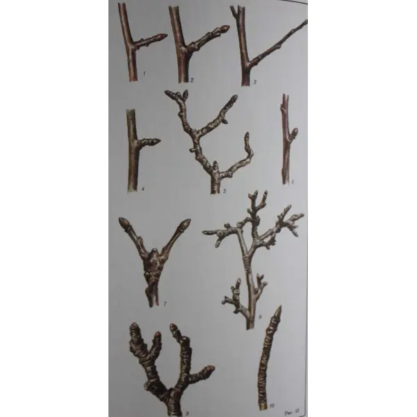 Генеративные образования