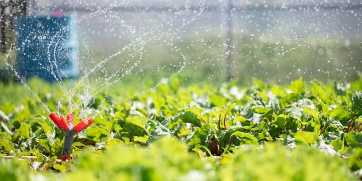 Автоматический полив в теплице: советы и практика