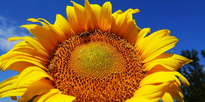 Как получить качественный урожай подсолнечника в 2026 году