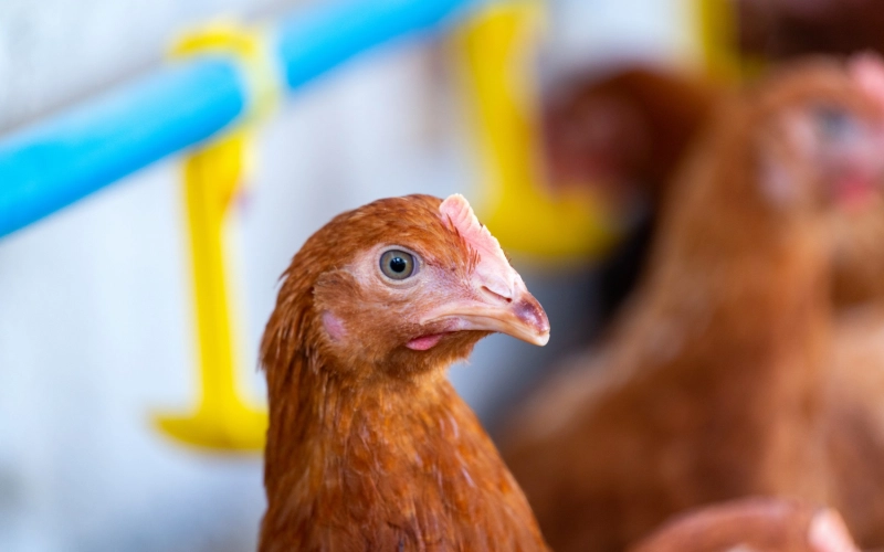 Как самостоятельно заменить терморегулятор в инкубаторе Как самостоятельно заменить терморегулятор в инкубаторе