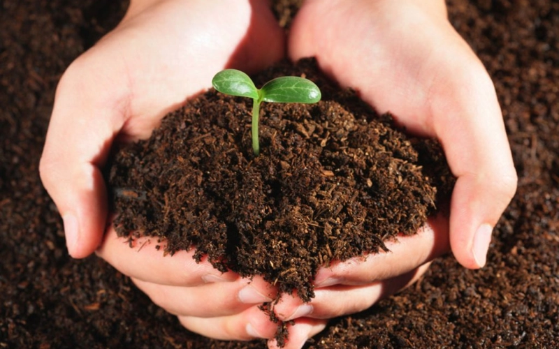 Натуральные удобрения для растений Натуральные удобрения для растений