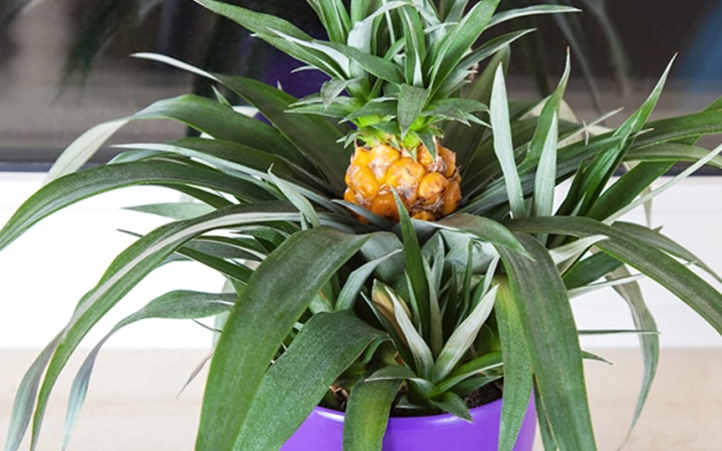 Как посадить ананас в домашних условиях: особенности и рекомендации Как посадить ананас в домашних условиях: особенности и рекомендации