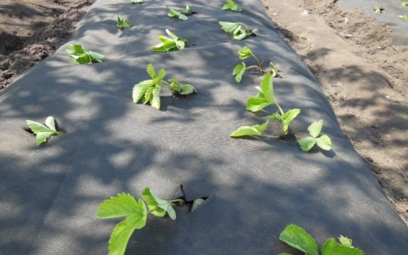 Агроволокно - незамінний інструмент в сільському господарстві: види та застосування Агроволокно - незамінний інструмент в сільському господарстві: види та застосування