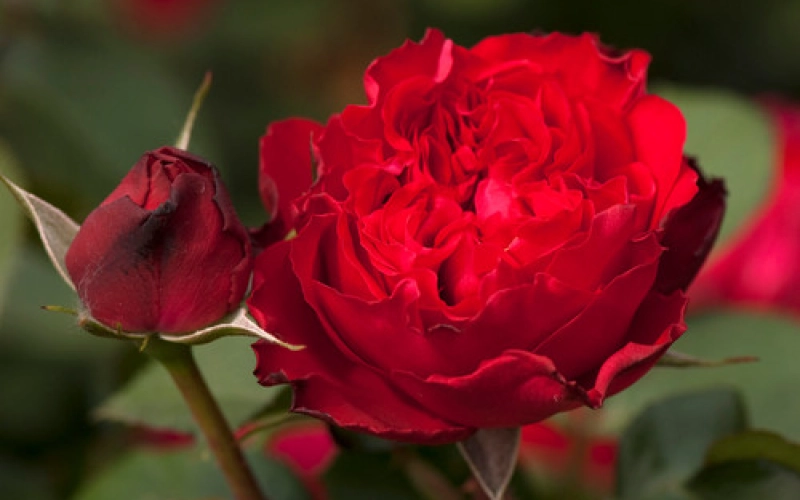 Борьба с вредителями и болезнями в выращивании роз Борьба с вредителями и болезнями в выращивании роз