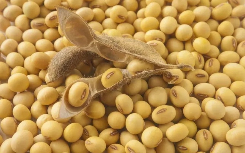 Раундап-стійка соя: перспективи та проблеми Раундап-стійка соя: перспективи та проблеми