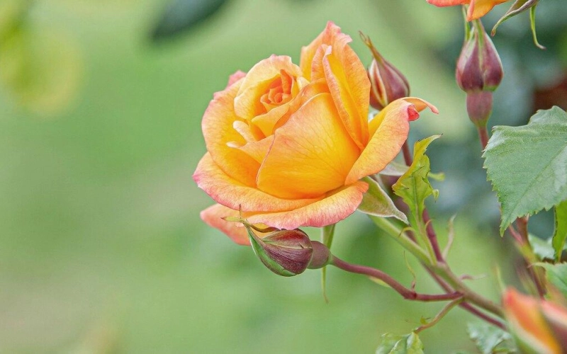 Какие группы роз сегодня существуют? Какие группы роз сегодня существуют?