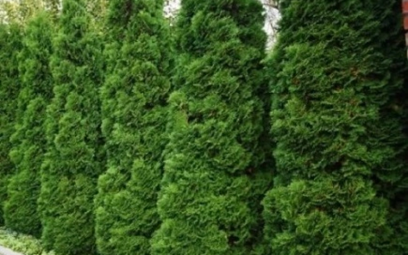 Саженцы туи: вечнозеленая красота для вашего сада Саженцы туи: вечнозеленая красота для вашего сада