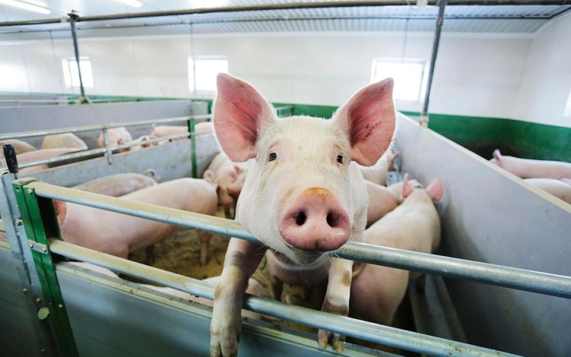 Обираємо стартовий корм: поради для новачків свинарства Обираємо стартовий корм: поради для новачків свинарства