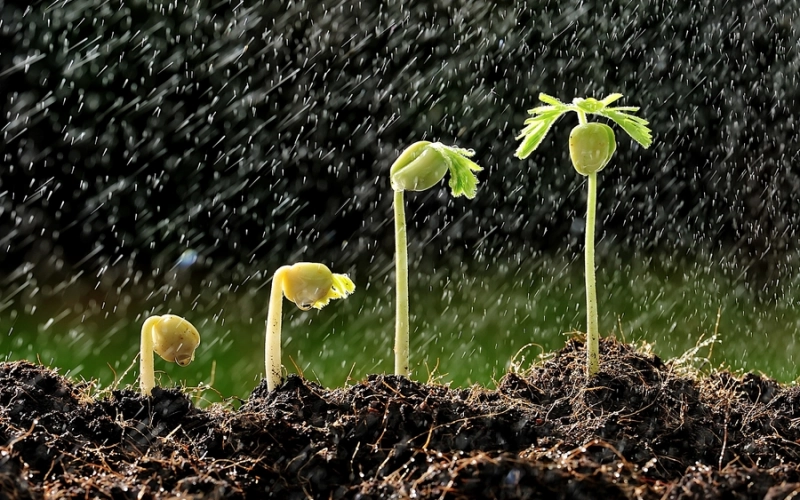 Как правильно выбирать семена для своего огорода? Как правильно выбирать семена для своего огорода?