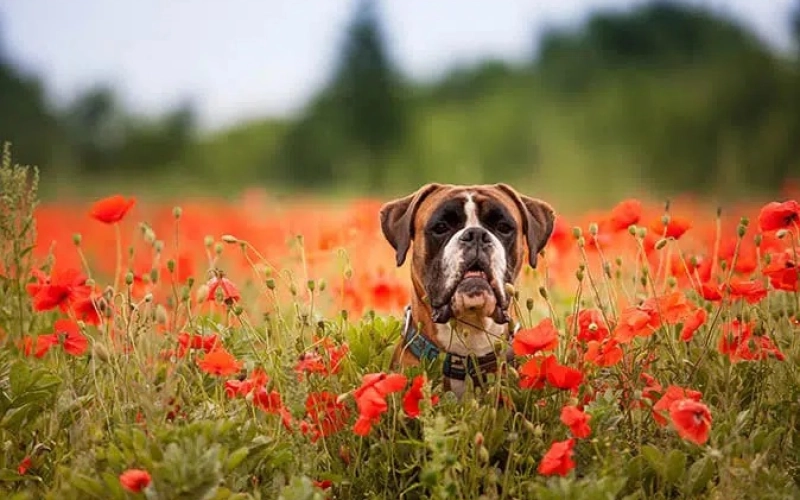 Как избавиться от глистов у собаки Как избавиться от глистов у собаки