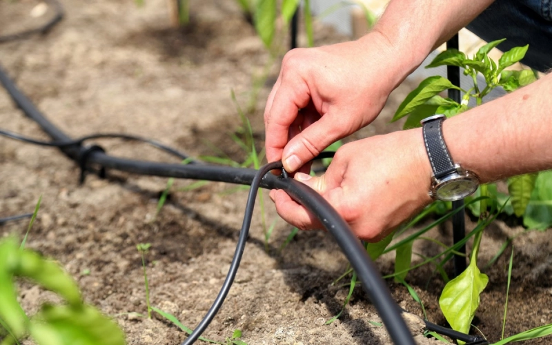 Как выбрать систему капельного полива для вашего участка Как выбрать систему капельного полива для вашего участка