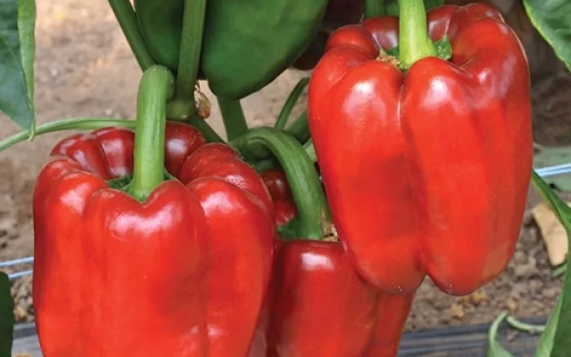 Успешное выращивание перца: как подготовить семена Успешное выращивание перца: как подготовить семена