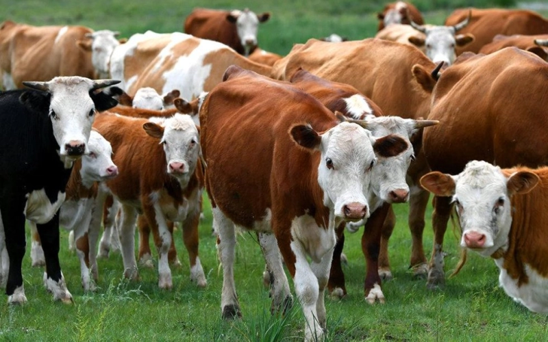 Лечение мастита у коров Лечение мастита у коров