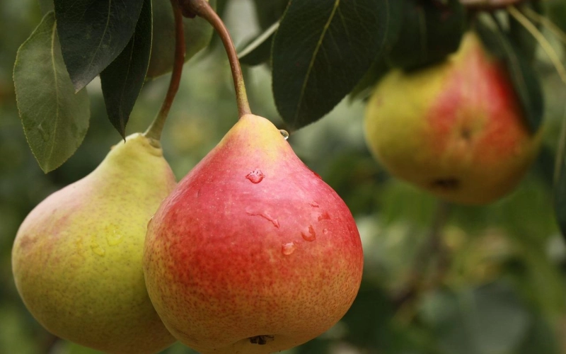 Какую грушу выбрать: обычную или колоновидную? Какую грушу выбрать: обычную или колоновидную?