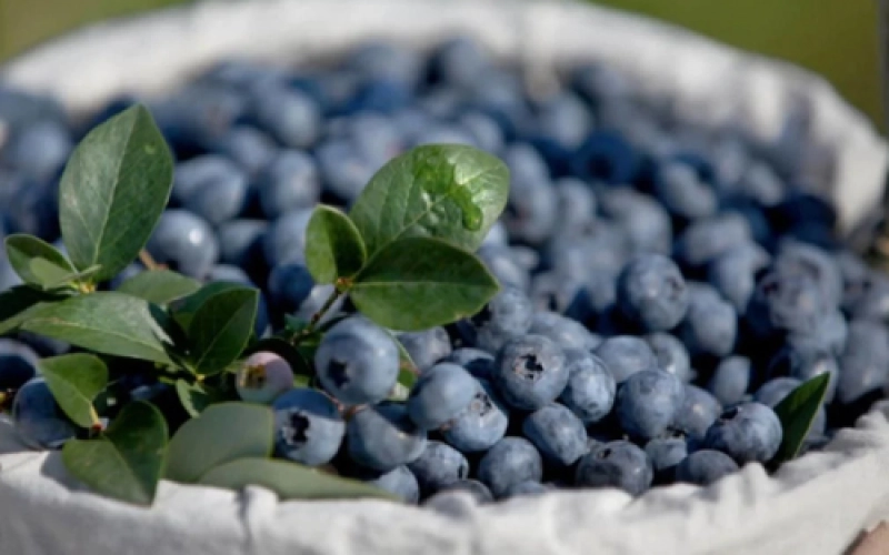 Що таке лохина і як її садити на чорноземі весною Що таке лохина і як її садити на чорноземі весною