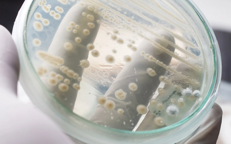 Преимущества пробиотиков в процессах гранулирования кормов: устойчивость и эффективность. Преимущества пробиотиков в процессах гранулирования кормов: устойчивость и эффективность.