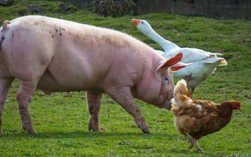 Особливості використання підкислювачів корму для свиней і курей Особливості використання підкислювачів корму для свиней і курей