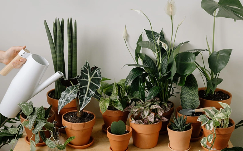 Влияние цветов на урожайность и здоровье почвы: Практические советы для аграриев Влияние цветов на урожайность и здоровье почвы: Практические советы для аграриев