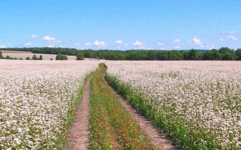 Як цвіте гречка? Як цвіте гречка?