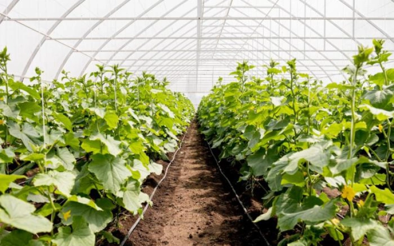 Снижение минерализации и жесткости воды — зачем это нужно в теплицах? Снижение минерализации и жесткости воды — зачем это нужно в теплицах?