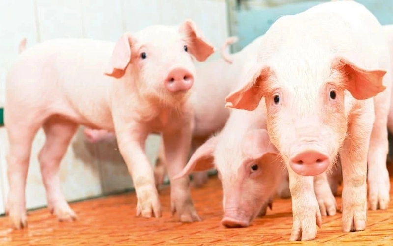 Переваги преміксів Vilofoss для здорового росту поросят Переваги преміксів Vilofoss для здорового росту поросят