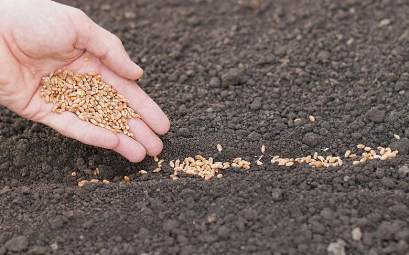 Важность качества сева семян для повышения урожайности Важность качества сева семян для повышения урожайности