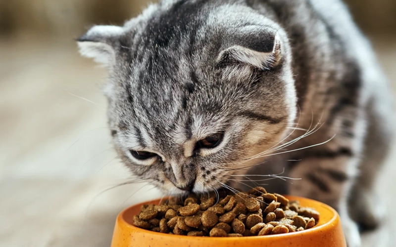 Кошки и пищевые аллергии: как подобрать безопасный и вкусный корм Кошки и пищевые аллергии: как подобрать безопасный и вкусный корм